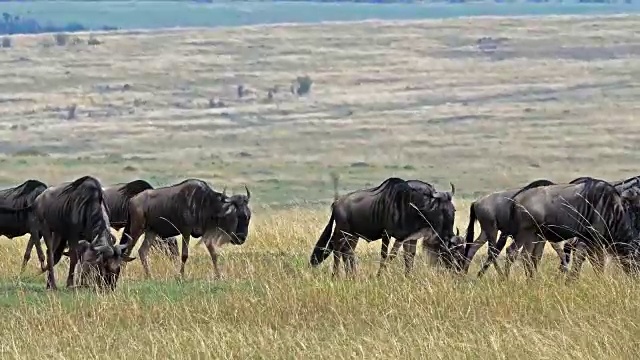 蓝色角马，观赏牛羚，迁徙期间的牛群，马赛马拉公园在肯尼亚，实时4K视频素材