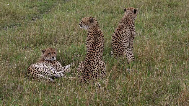 肯尼亚马赛马拉公园，猎豹，朱鹮，成年站在草地上，实时4K视频素材