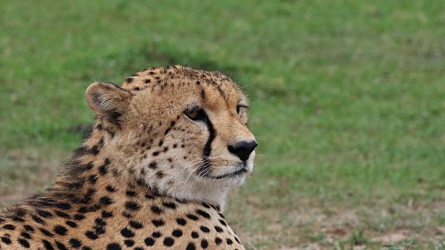 猎豹，朱鹮，成人环顾四周的肖像，肯尼亚马赛马拉公园，实时4K视频素材