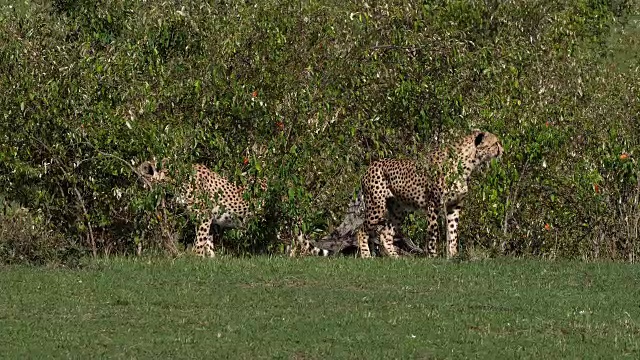 肯尼亚马赛马拉公园，从丛林中出来的猎豹，朱鹮，成年动物，实时4K视频素材