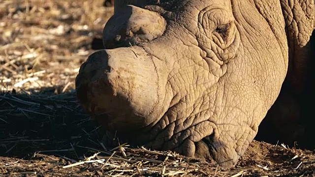 非洲的野生犀牛视频下载