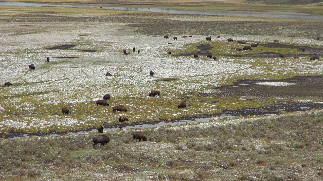 雪融化后，一群水牛在吃草视频素材