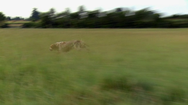 拍摄在诺曼底草原上奔跑的狗视频下载
