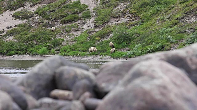 河上的熊和小熊视频素材