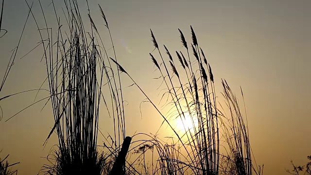 夕阳下的植物剪影特写视频素材