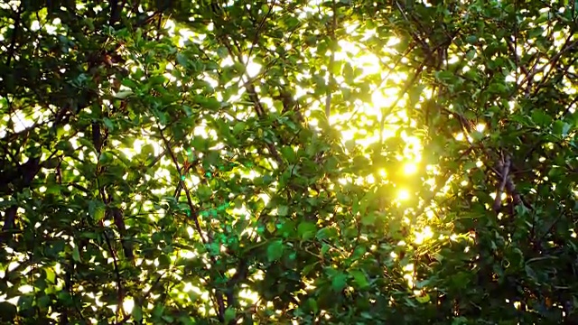 阳光透过灌木丛的叶子视频素材
