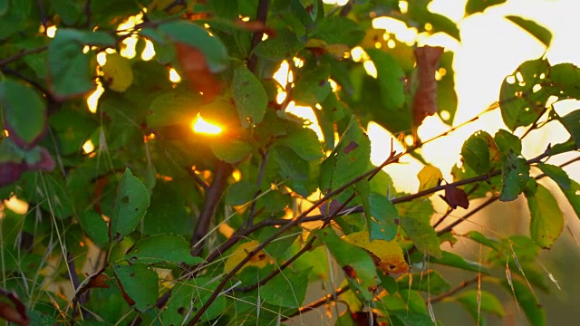 夕阳的余晖透过秋天的绿叶视频素材