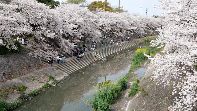 模糊的形象，人们享受樱花节视频素材