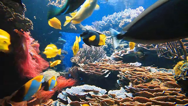 珊瑚礁上五颜六色的热带鱼视频下载
