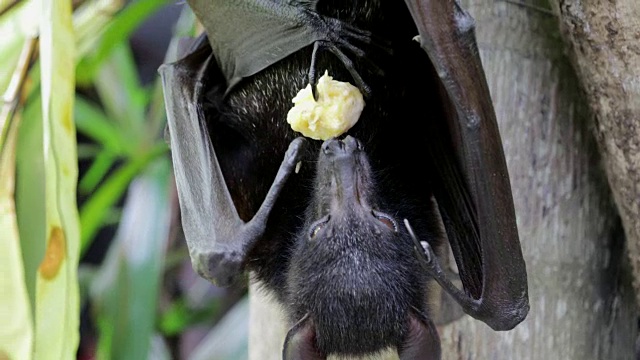 水果蝙蝠视频下载