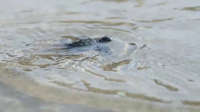 小海龟视频下载