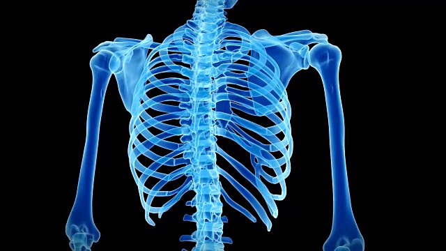 人体骨骼系统视频素材