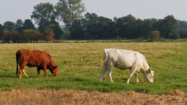 在一个阳光明媚的日子里，奶牛在绿色的田野上吃草——4k视频下载