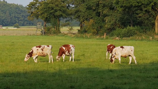 在一个阳光明媚的日子里，奶牛在绿色的田野上吃草——4k视频下载