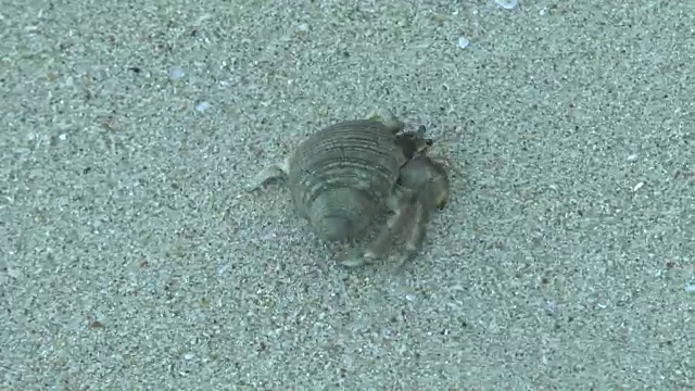 寄居蟹搁在沙滩上视频下载