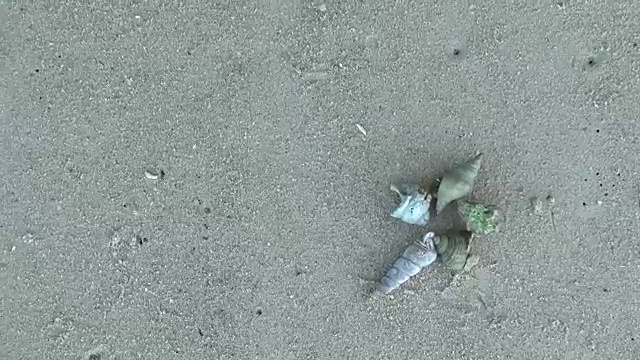 寄居蟹搁在沙滩上视频素材
