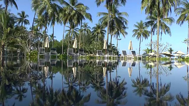 棕榈树映照在水中视频素材