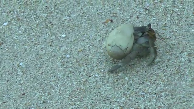 寄居蟹搁在沙滩上视频素材