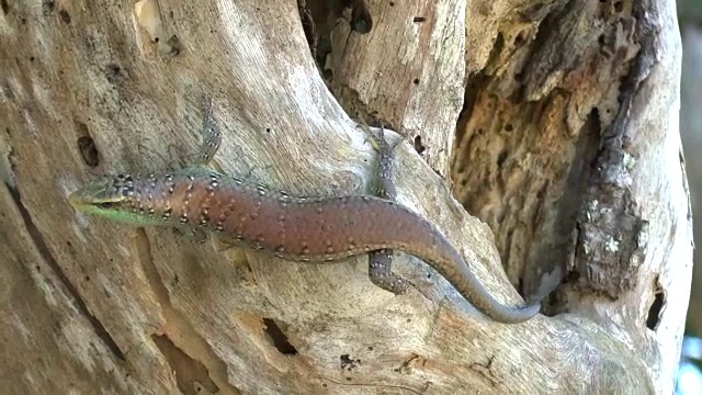 一棵树上的蜥蜴视频下载