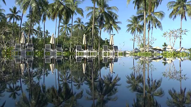 棕榈树映照在水中视频下载