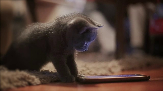 太可爱的小猫玩手机视频素材