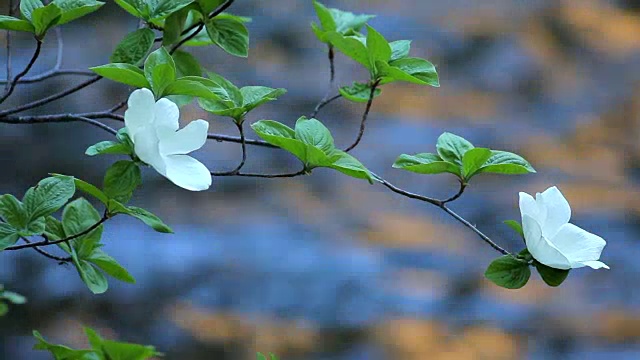 在约塞米蒂国家公园盛开的山茱萸视频素材