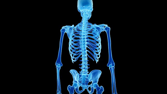 人体骨骼系统视频下载