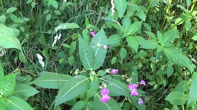 凤仙花glandulifera花。全景的替身视频下载
