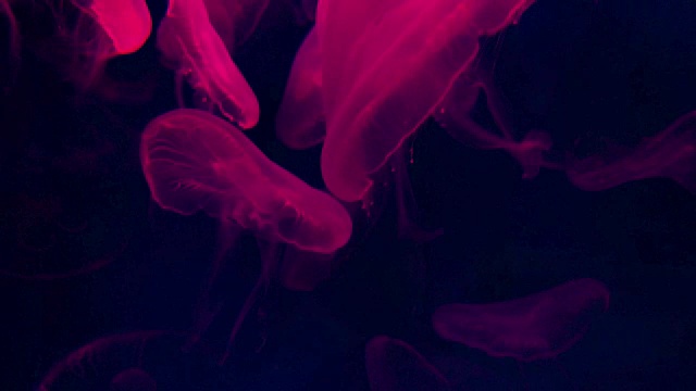 黑暗中的红色水母视频素材