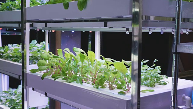 有机水培蔬菜种植农场，室内绿色水培有机沙拉蔬菜。视频下载