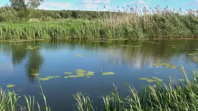 在一个夏日阳光明媚的日子里芦苇丛生的湖视频下载
