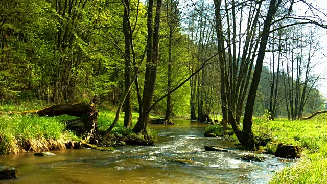 森林边缘地区流动的小溪视频素材