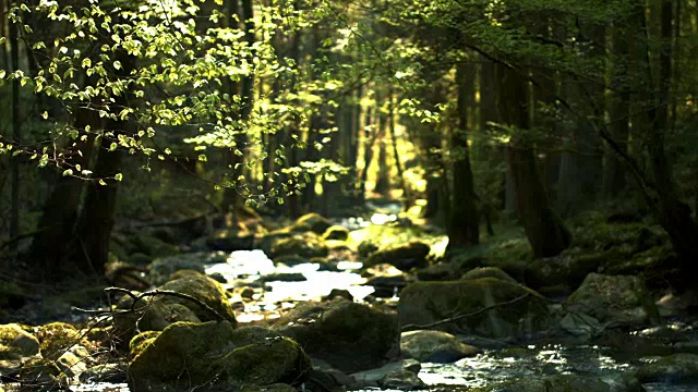 小溪流淌在春天的森林里视频素材