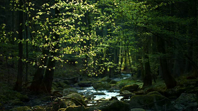 小溪流淌在春天的森林里视频素材