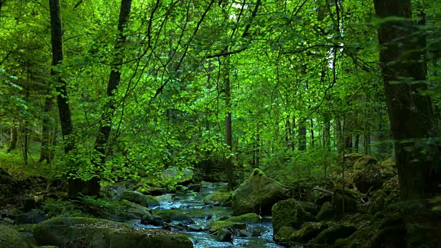 春天森林中的石溪视频素材