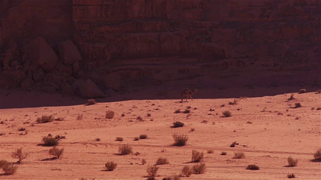 中东约旦瓦迪拉姆，骆驼在山岩前行走视频素材
