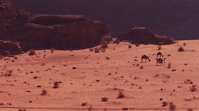 中东约旦Wadi Rum, WS -3骆驼在令人惊叹的沙漠风景中行走和进食视频素材