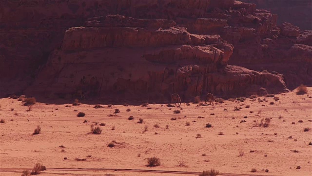 在中东约旦的瓦迪拉姆，3只骆驼走在山岩前视频素材