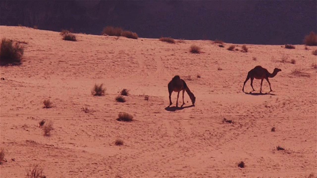 在中东约旦的瓦迪拉姆沙漠，3只骆驼走过并吃东西视频素材