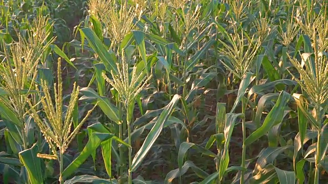 全景相机运动俯视图绿色玉米田在农业花园泰国。视频素材