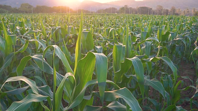 绿色的玉米田在泰国的农业花园。升降镜头视频素材