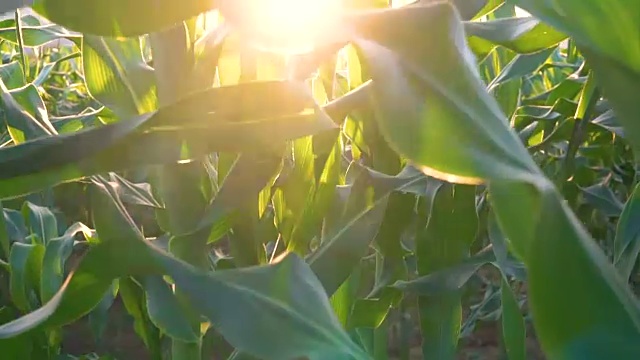 倾斜镜头移动绿色的玉米田在农业花园泰国。升降镜头视频素材