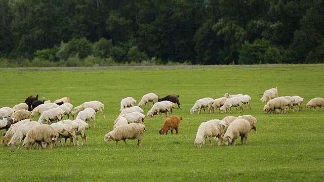 一群在草地上吃多汁的富含维生素的草的毛茸茸的绵羊和山羊视频下载