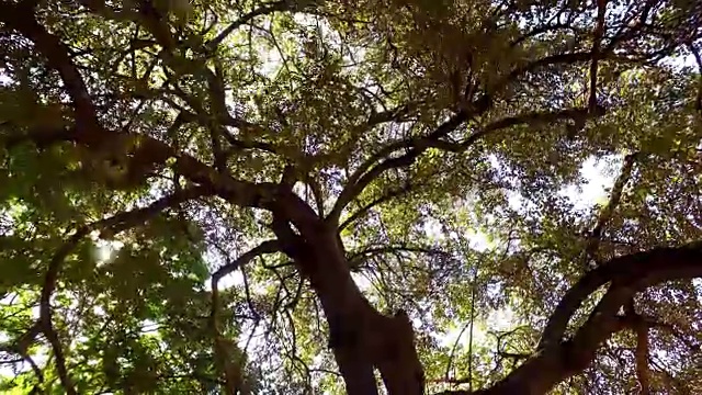 大树自然视频下载