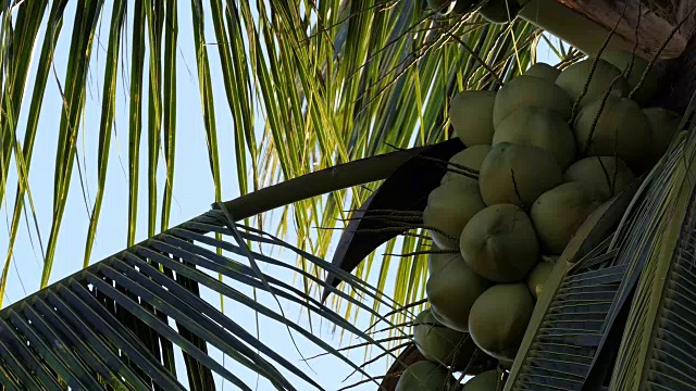椰子在树视频素材