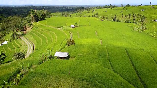 4k鸟瞰图视频。令人惊叹的景观稻田。视频素材