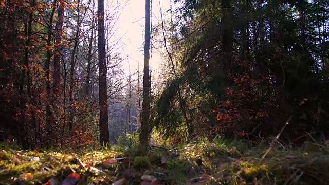 奥图姆森林视频素材