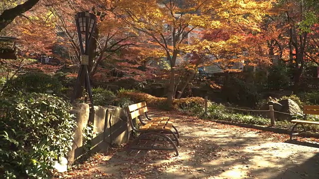 安静的角落里有日本花园的红枫树视频下载