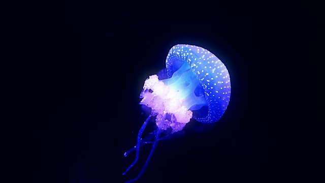 蓝色发光水母在深蓝色的水中移动。视频下载