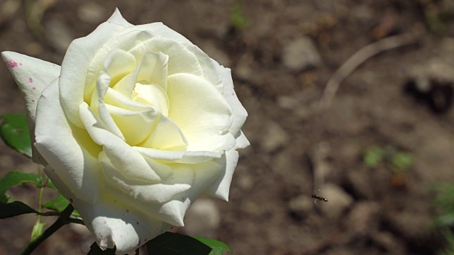 枝上的白玫瑰视频素材